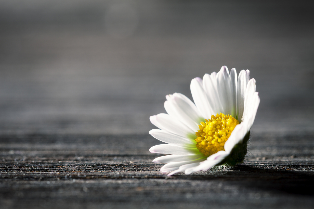 Grief Lecture 2016: Remembering Sophie
